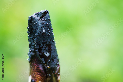 Fototapeta Naklejka Na Ścianę i Meble -  Black iris flower blooming in the garden. Shallow depth of field.
