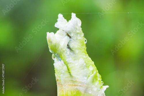 Fototapeta Naklejka Na Ścianę i Meble -  White iris flower blooming in the garden. Shallow depth of field.
