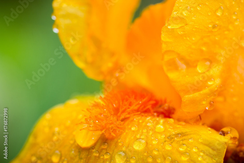 Fototapeta Naklejka Na Ścianę i Meble -  Yellow iris flower blooming in the garden. Shallow depth of field.