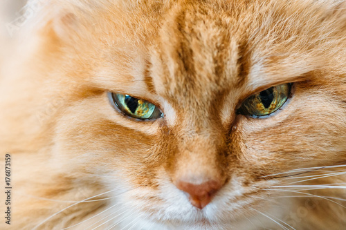 Sad red cat muzzle with beautiful eyes, close up