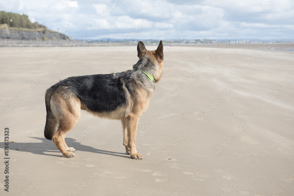 Rear view image of an Alsatian dog playing on a sandy beach on a sunny day Rear view image of an Alsatian dog playing on a sandy beach on a sunny day