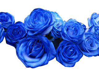 Poster Rozen Blauwe rozen unieke bloesems  © tempusfugit1980