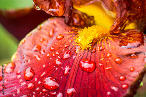 Fototapeta Naklejka Na Ścianę i Meble -  Red iris flower blooming in the garden. Shallow depth of field.