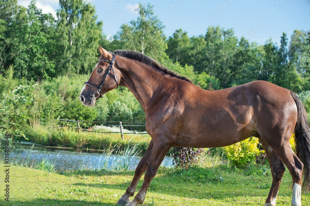 brown hobbyhorse poseing at lake background. summer brown hobbyhorse poseing at lake background. summer