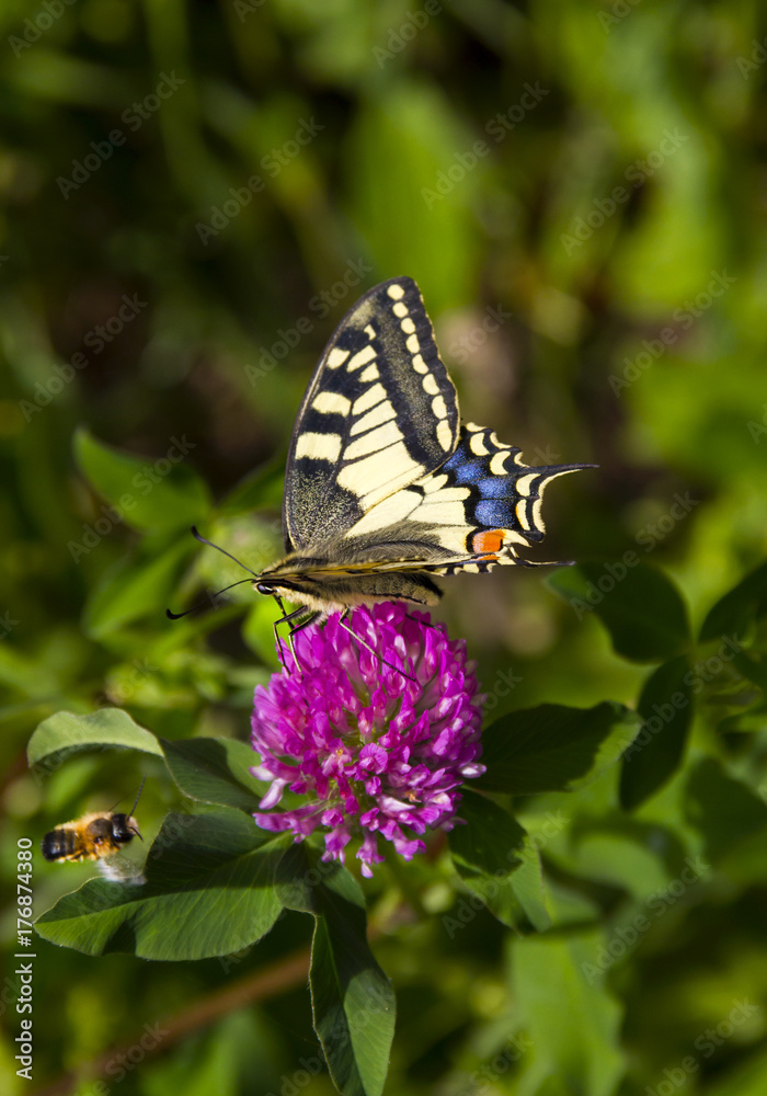 Butterfly - Papilio machaon, the Old World swallowtail - on a pink flower in the meadow and bee; Imago with yellow wings, black vein markings and with a red eye spot at the end of the tails. Butterfly - Papilio machaon, the Old World swallowtail - on a pink flower in the meadow and bee; Imago with yellow wings, black vein markings and with a red eye spot at the end of the tails.