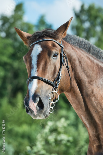 portrait of hobbyhorse . summer