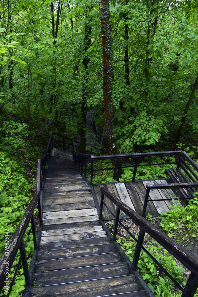 Fototapeta premium wooden stairs in the forest