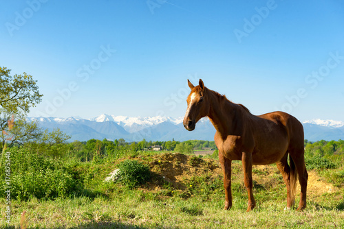 brown horse in the meadow, the Pyrenees mountains in the background