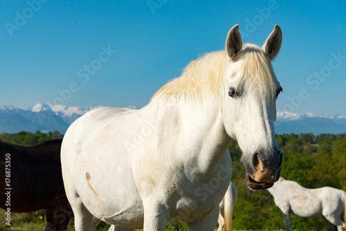 white horse in the meadow  the Pyrenees mountains in the background