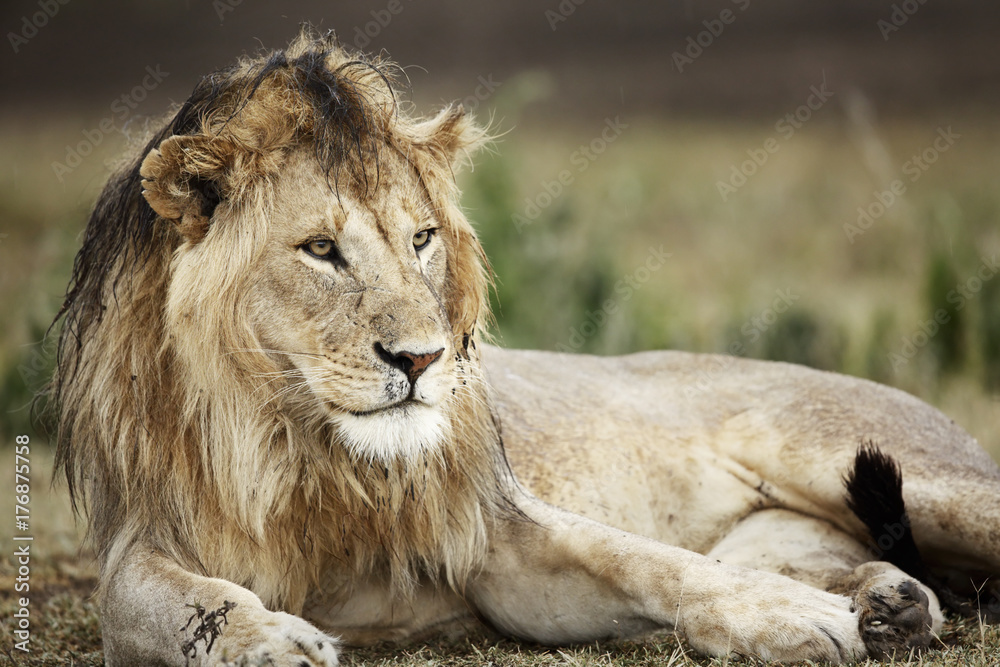 Lion lying on grass in the forest Lion lying on grass in the forest