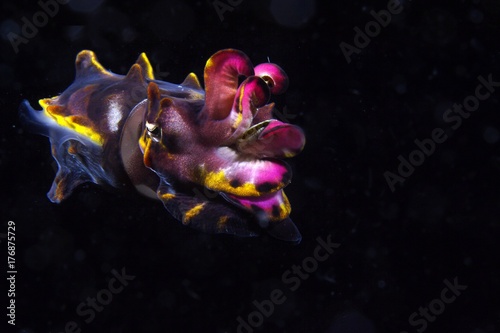 flamboyant cuttlefish portrait photo