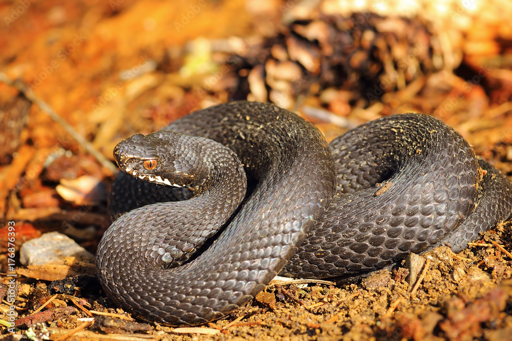 black Vipera berus on forest ground black Vipera berus on forest ground