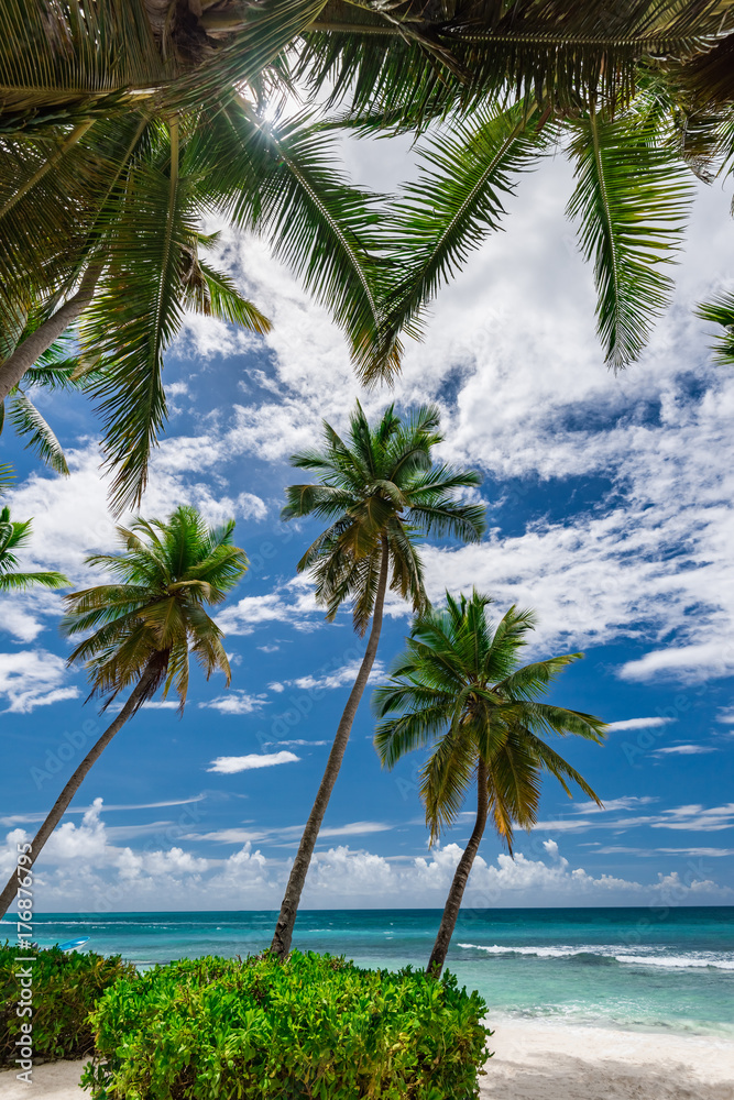 paradise tropical beach palm the Caribbean Sea