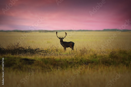 fallow deer on meadow at dawn