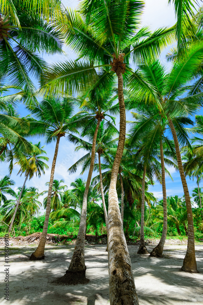 Palm Ocean Sky caribbean coast Palm Ocean Sky caribbean coast