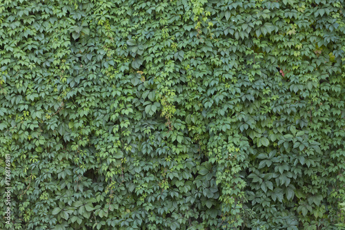 a wall of green leaves summer autumn background