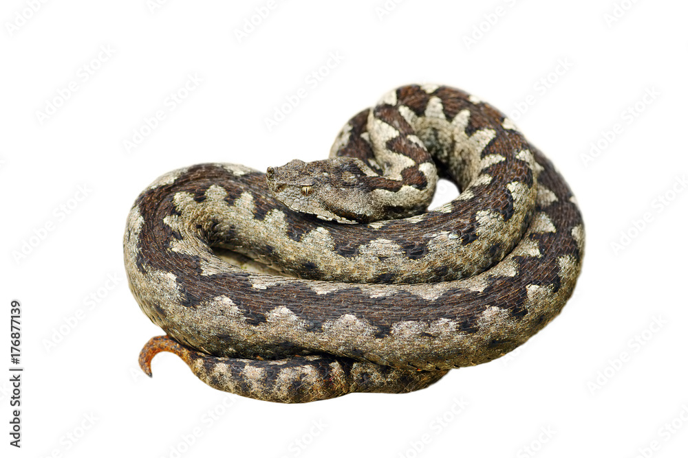 isolated dangerous nose horned adder isolated dangerous nose horned adder