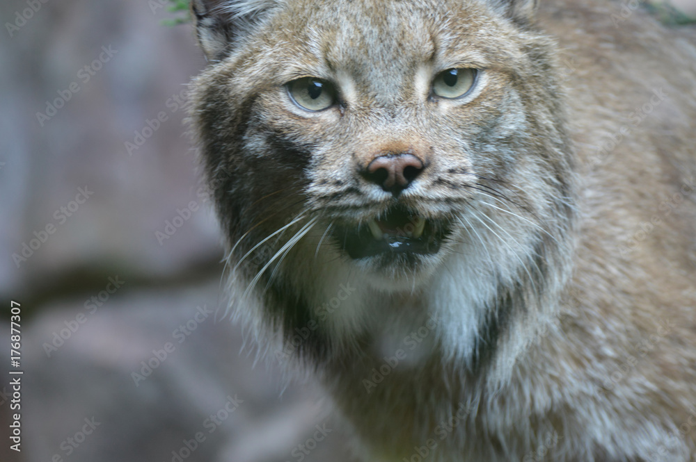 Fototapeta premium Canadian lynx