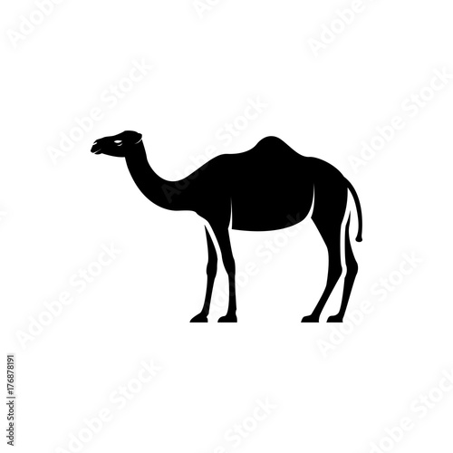Vector camel silhouette view side for retro logos  emblems  badges  labels template vintage design element. Isolated on white background