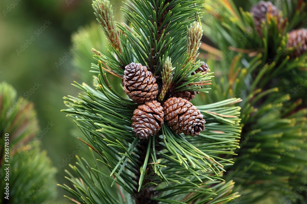 Dwarf Mountain Pine (Pinus mugo) Dwarf Mountain Pine (Pinus mugo)