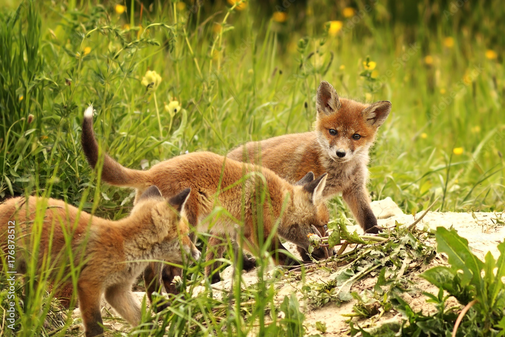 Obraz premium young red foxes playing near the burrow