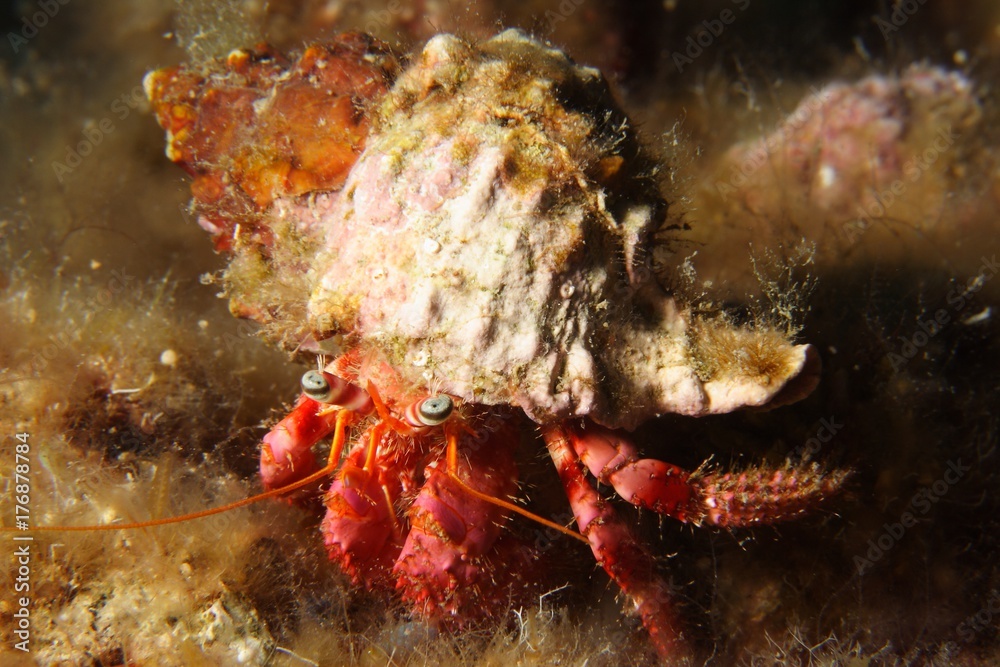 a hermit crab