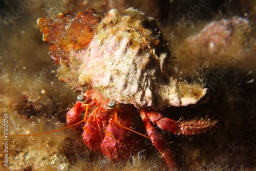 a hermit crab