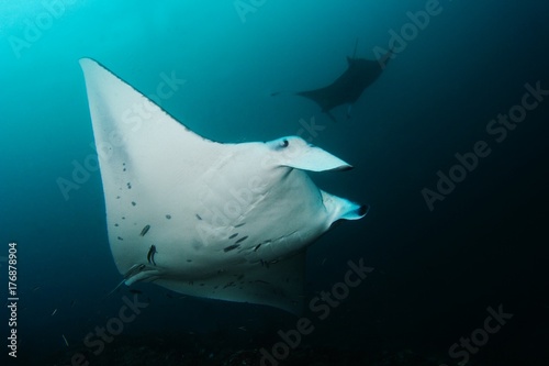 a maldivian manta ray