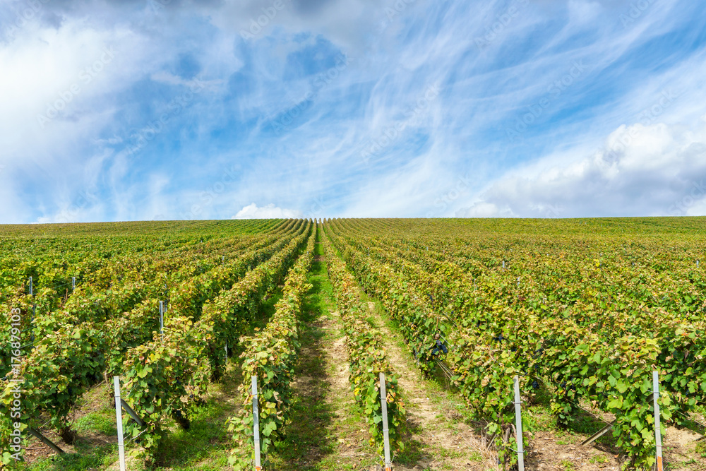 Row vine grape in champagne vineyards at montagne de reims, France