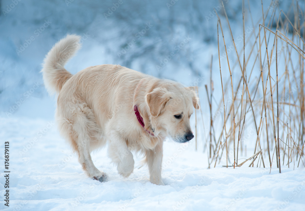 Young golden retriever Young golden retriever