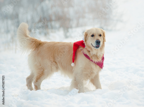 cute retriever dog in santa hat