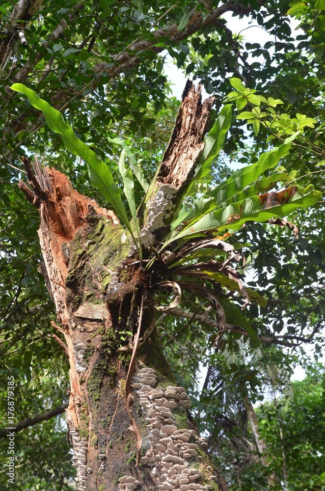 Plante épiphyte sur branche morte, luxuriante jungle du Costa Rica