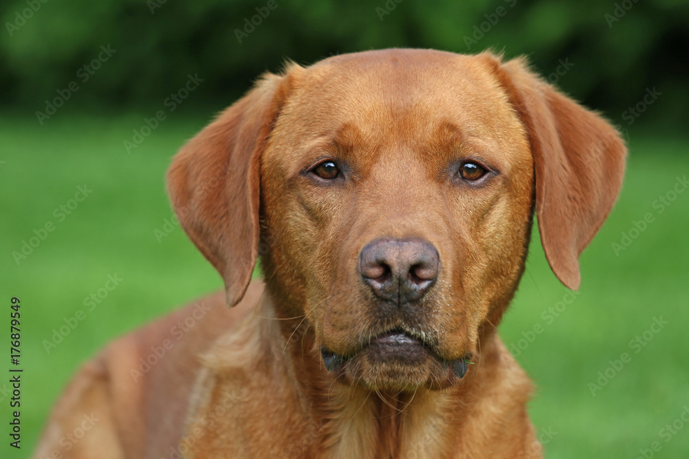 Labrador Labrador