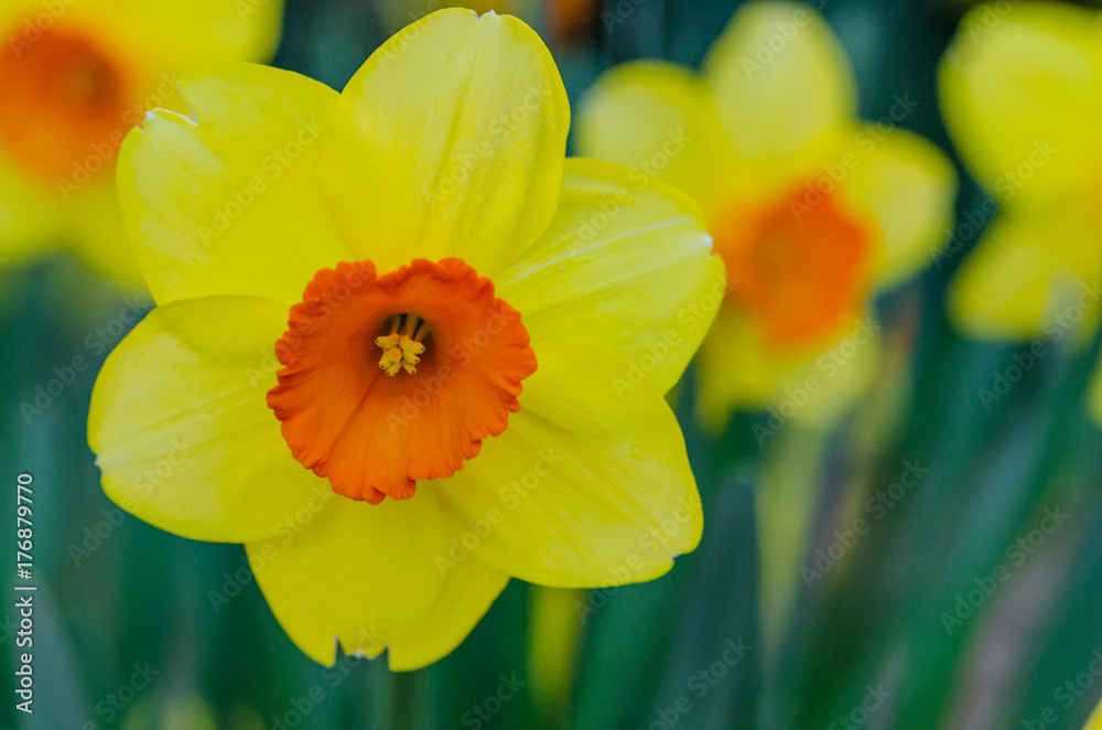 Daffodil Daffodil