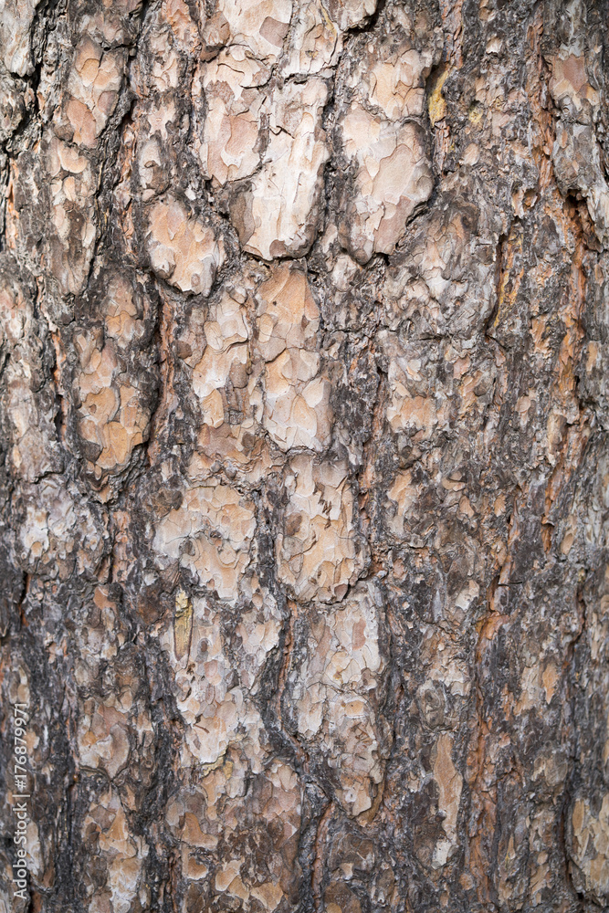 Tree bark texture. Nature wood background Tree bark texture. Nature wood background