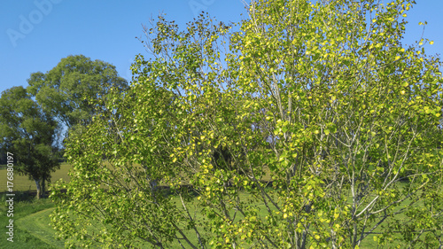 Dettaglio aereo di un albero con le foglie verdi durante l'estate. Sullo sofndo i campi della campagna italiana e il cielo azzurro.