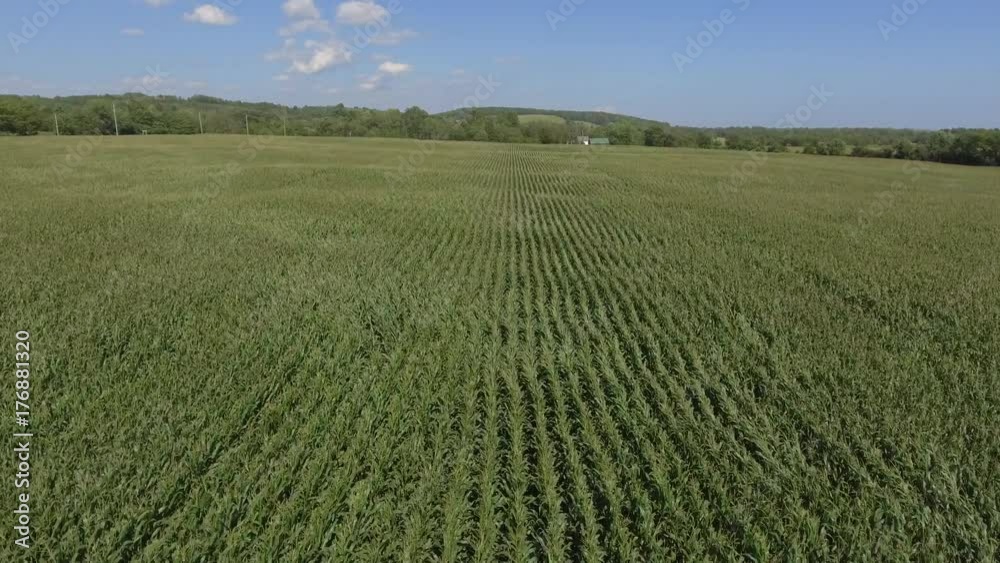 aerial corn crop blowing in the wind rising view 4k aerial corn crop blowing in the wind rising view 4k