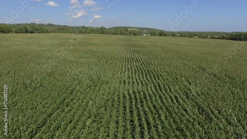 aerial corn crop blowing in the wind rising view 4k photo