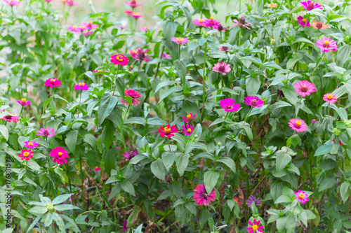 Catharanthus Roseus Flower or Rosy Periwinkle in the garden