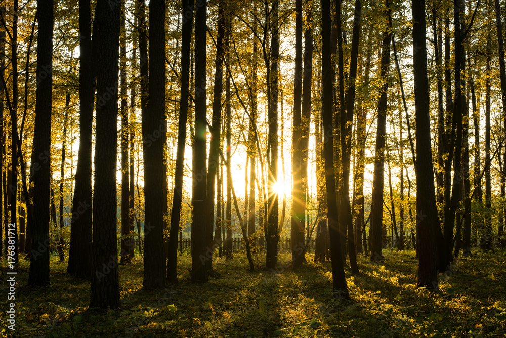 forest forest