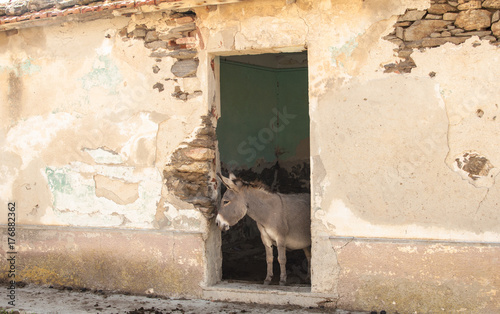 Cute gray donkey of Asinara Island, Sardinia, Italy