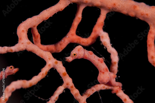 Denise pygmy seahorse photo