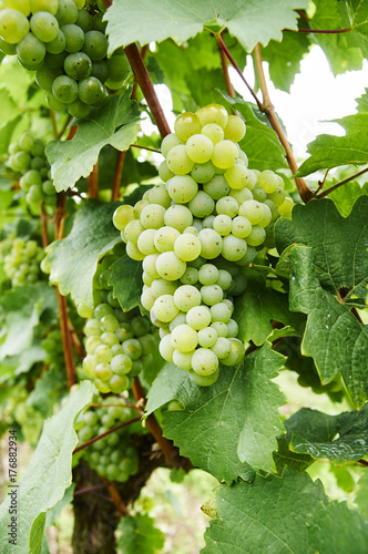 Wallpaper Mural Wine grapes Torontodigital.ca