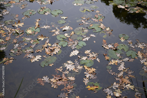 pond in autumn