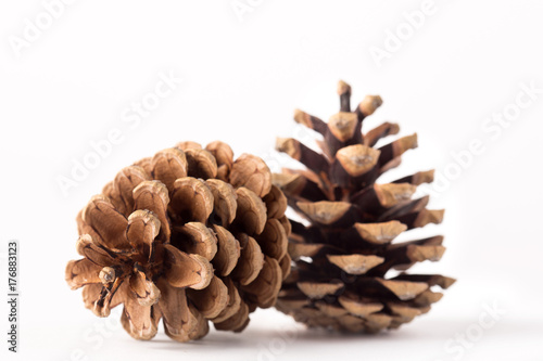 Pine cones isolated on white background. Christmas decoration. Winter. Evergreen