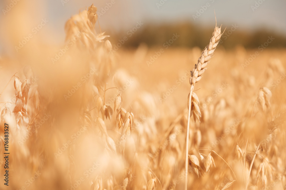 Wheat ears growing in the field on farmland Wheat ears growing in the field on farmland