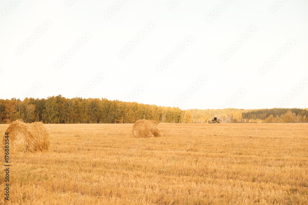 Golden colour straw bales rolled up in the field