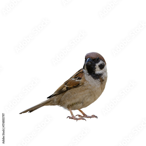 Eurasian Tree Sparrow or Passer montanus, beautiful brown bird standing on white background and clipping path.
