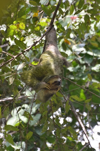 A three-toed sloth (paresseux) in Costa Rica jungle