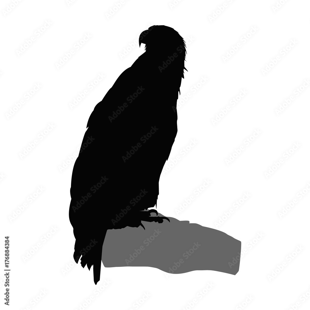 Fototapeta premium Silhouette of eagle.